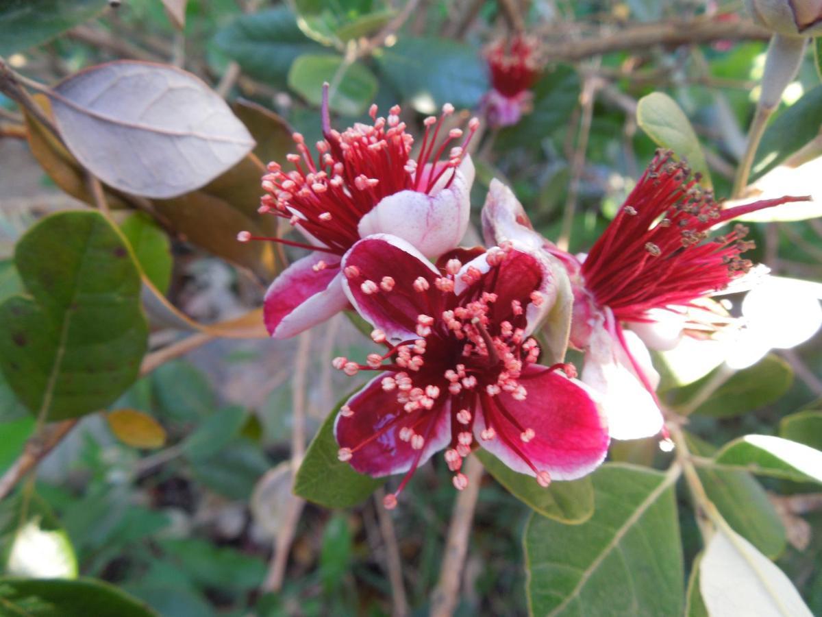 B&B S'Arrosa Antiga 산타디 외부 사진